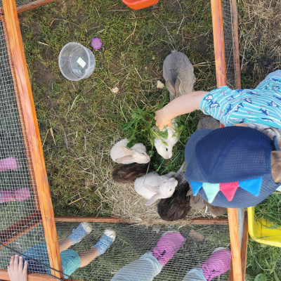 Baby-Hasen füttern Baby-Hasen füttern