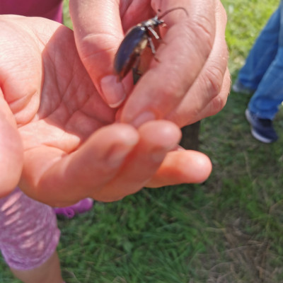 Tiere entdecken Tiere entdecken