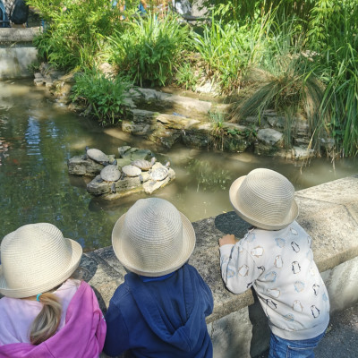 Schildkröten im Nymphea 2024 Schildkröten im Nymphea 2024