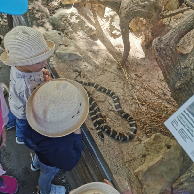 Die Schlange ist rausgekommen Die Schlange ist rausgekommen
