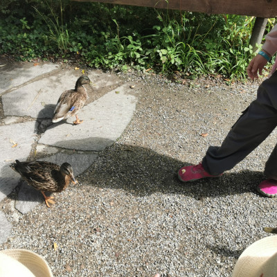 Enten füttern