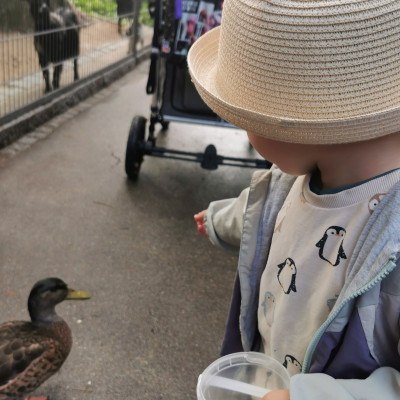 Enten füttern Enten füttern