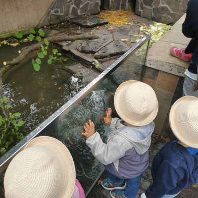 Nymphea 2024 Nymphea 2024